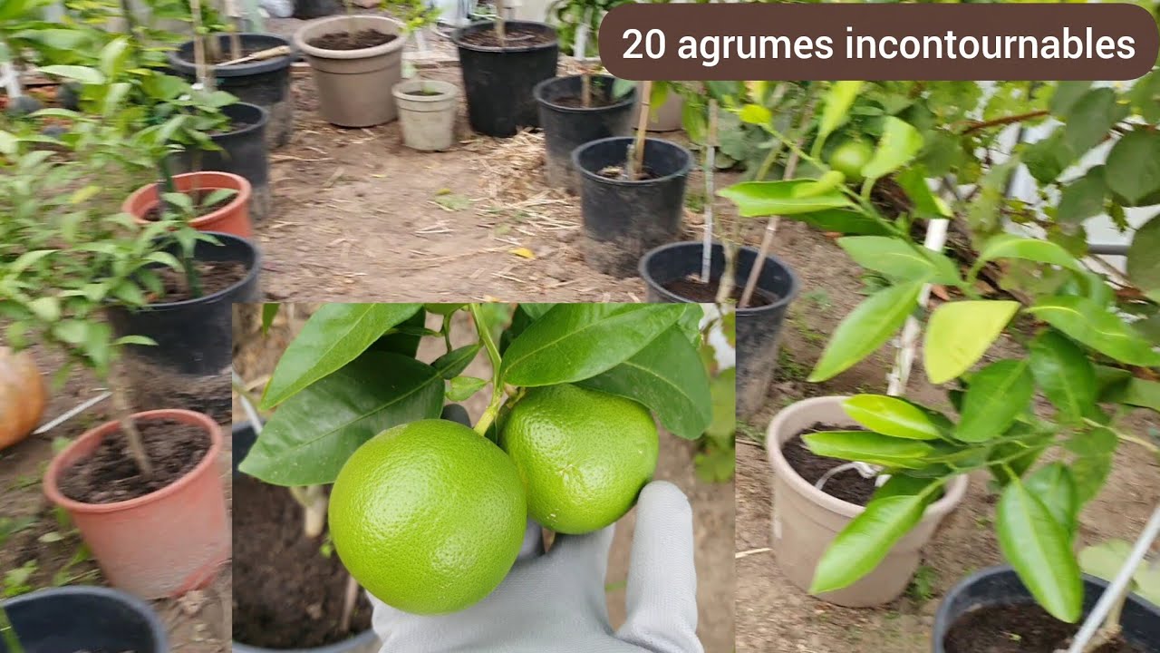 Les variétés d'agrumes résistantes au froid  .2025