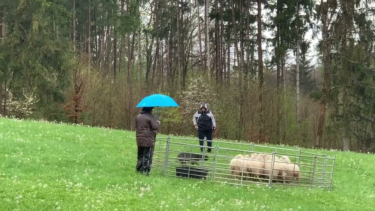 Hasenhirsch Molly beim NHAT (Natural Herding Aptitude Test) am 24.04.2022