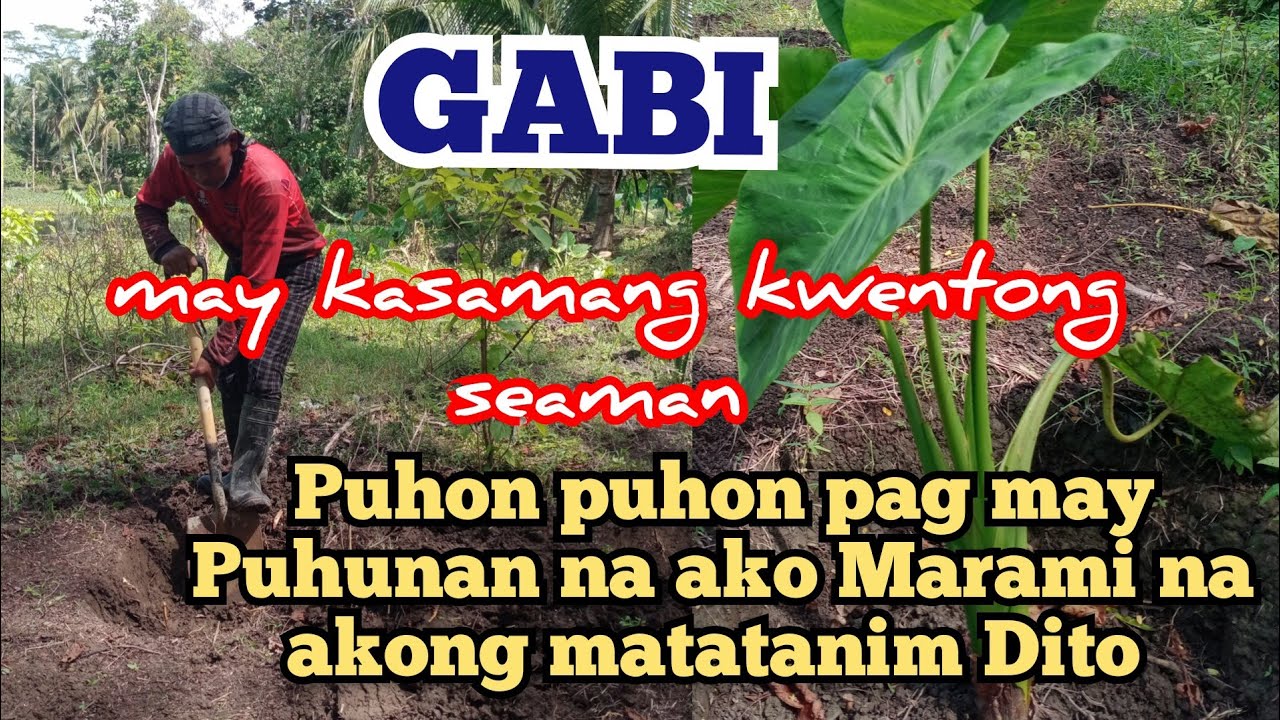 planting Gabi sabay kwentong seaman mga parekoy. pubreng seaman (siman)@ Alamin natin tv is live!