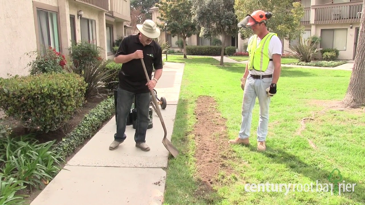 Root Barriers: Prevent Trip & Fall Injuries with Century’s Protective Solutions