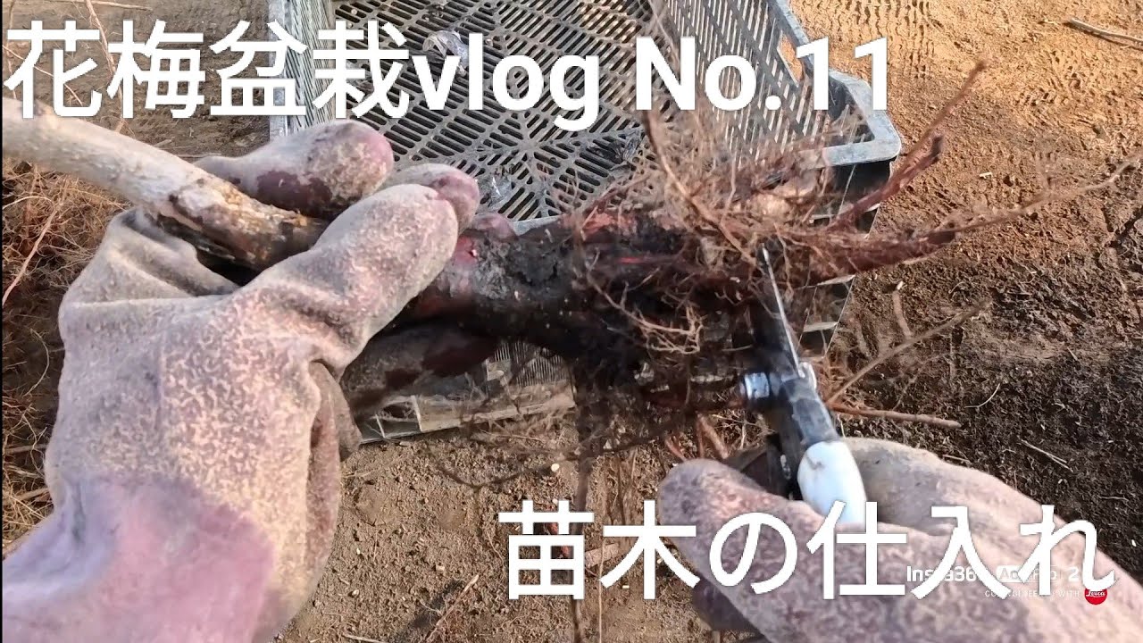 No.11 花梅盆栽vlog苗木の仕入れ