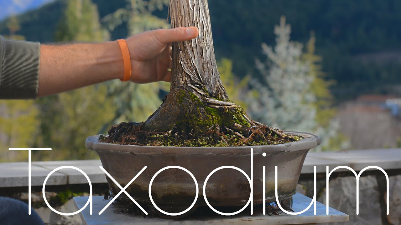 Taxodium distichum Hard Pruning Branch Selection - Arkefthos Bonsai