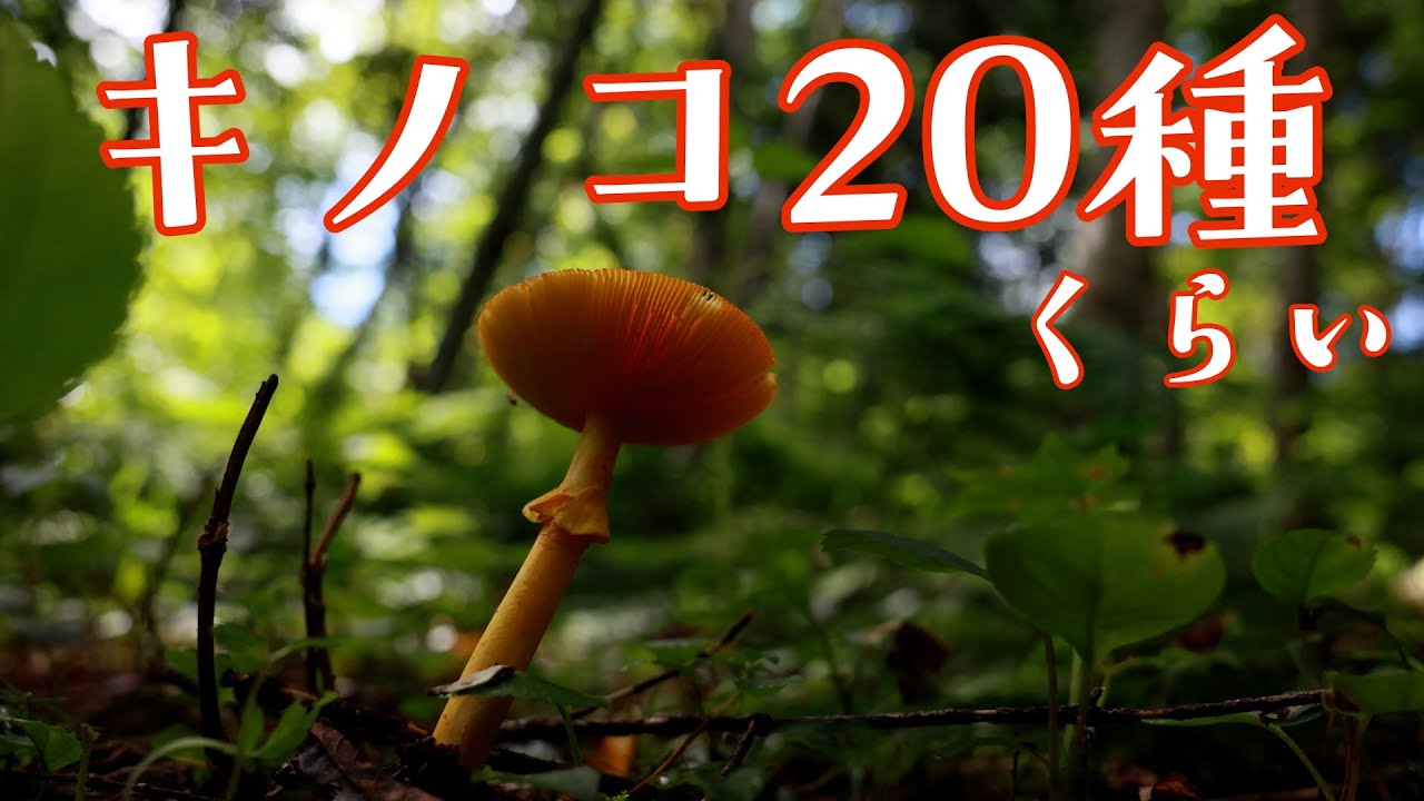 第227話  「マニアックの領域に近いキノコ動画」【タマゴちゃんとか多数】