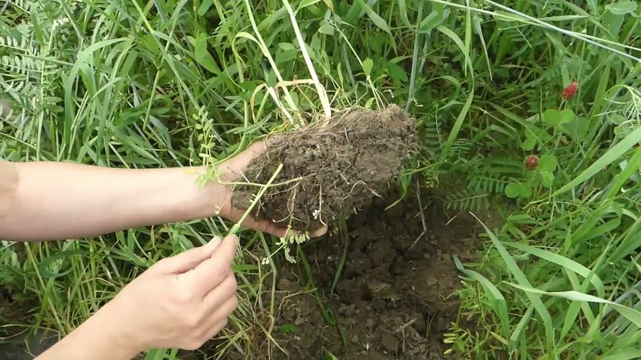 Novi pristopi pri izboljšanju rodovitnosti tal