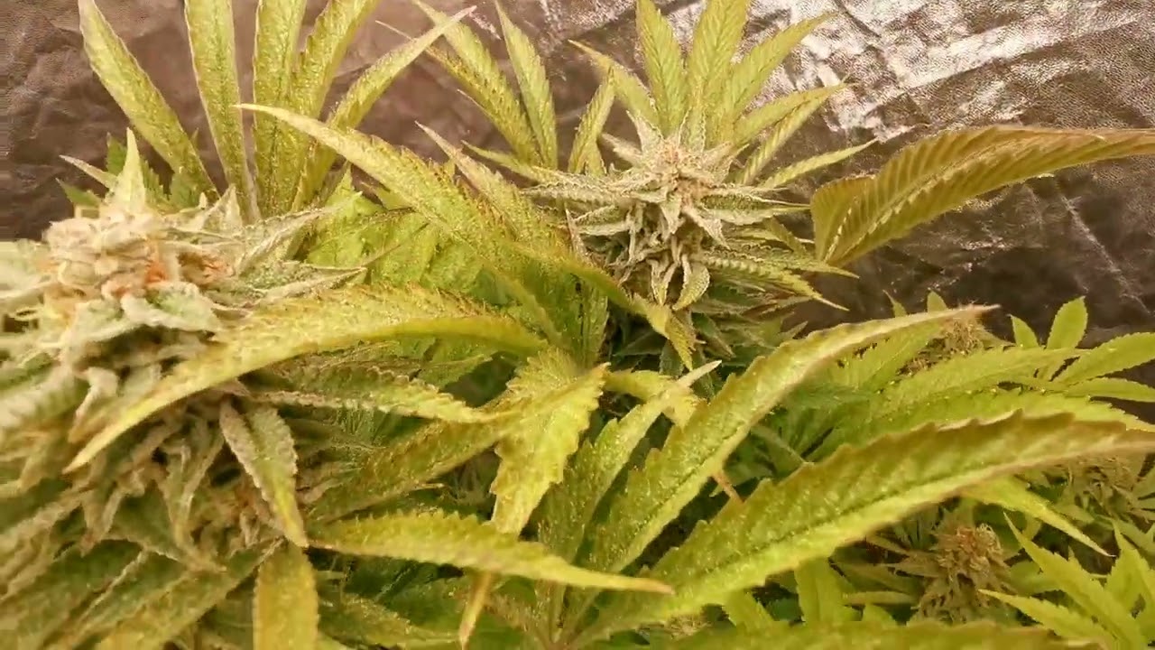 Hydroponics & Coco Week 7 Black Cherry 🍒 Moonrock #weed #grow