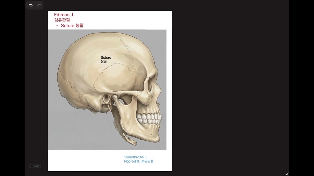 6. 관절의 구조적 분류 ① – 섬유관절 & 연골관절  (Fibrous & Cartilaginous joints)