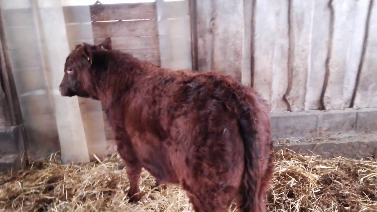 Byczki  RED ANGUS odsadki