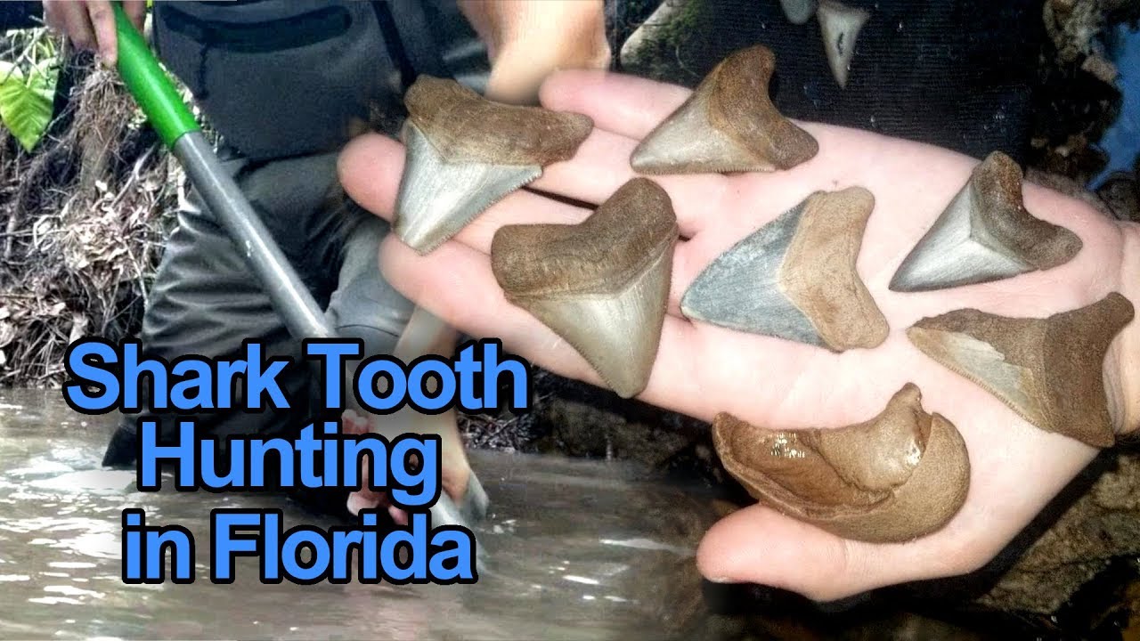 Collecting Megalodon Shark Teeth in the Creek | Hunting Fossils in Florida