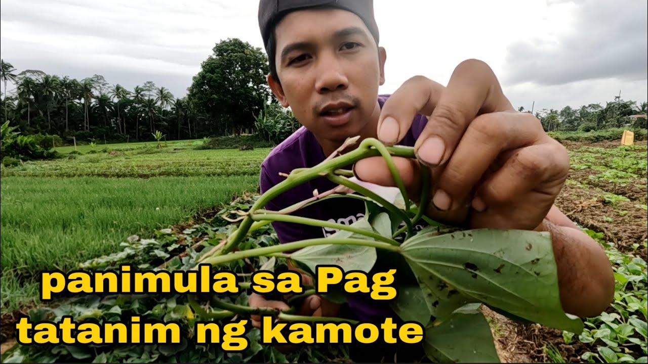 Pangunguha ng kunoy ng kamoteng baging