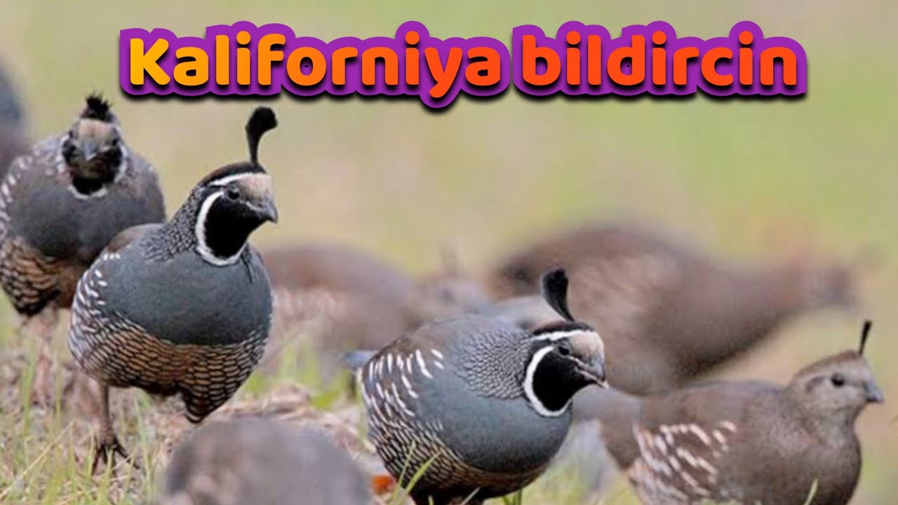 #kaliforniya #bildircin  Kaliforniya bildircin beslemek