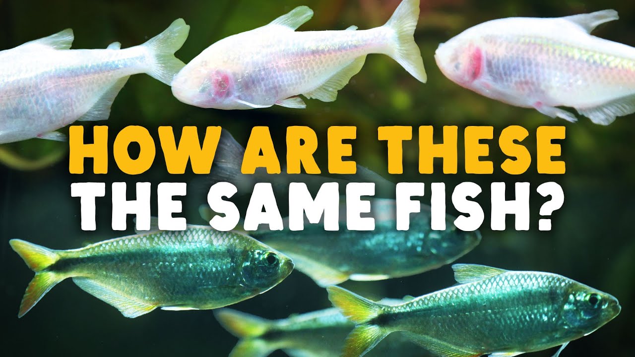 Why Cave Fish Keep Losing Their Eyes