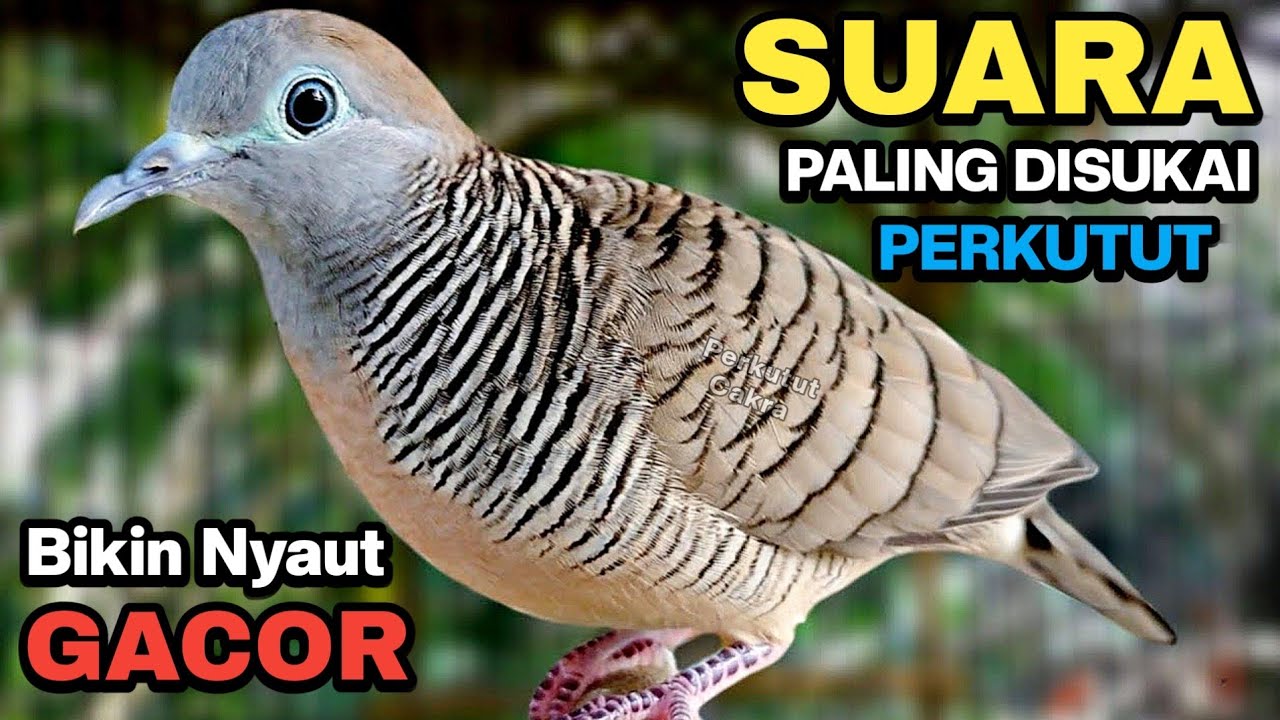 Perkutut Lokal Gacor SUARA BESAR Ahlinya Bikin Semua Burung Perkutut Langsung Nyaut