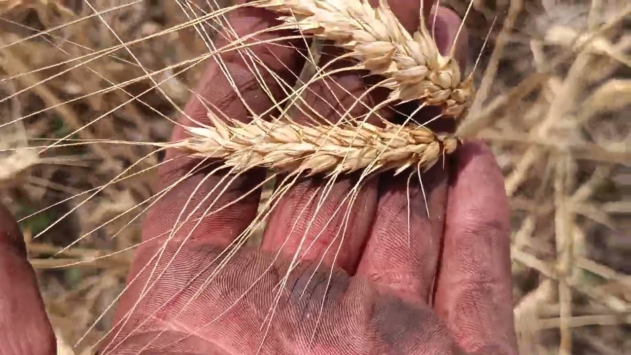 Ціна на пшеницю гімно❗ ЖНИВА відкрито, косим пшеницю