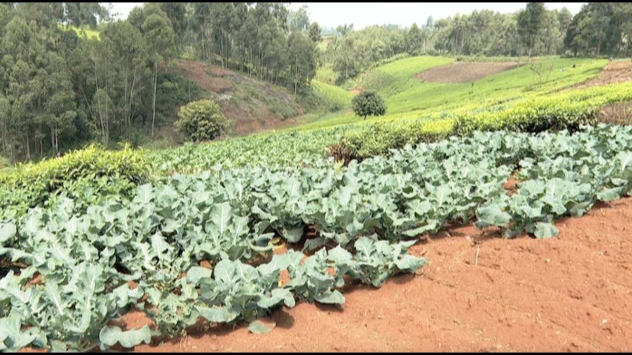Utilising One acre for small scale horticulture farming - Part 1