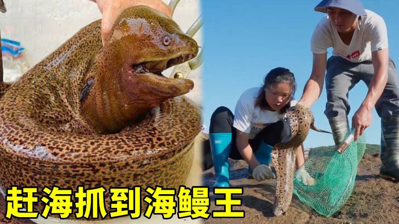 趕海抓一隻海鰻王，帶回家吃撐好幾人！這趟太值了【漁小仙】