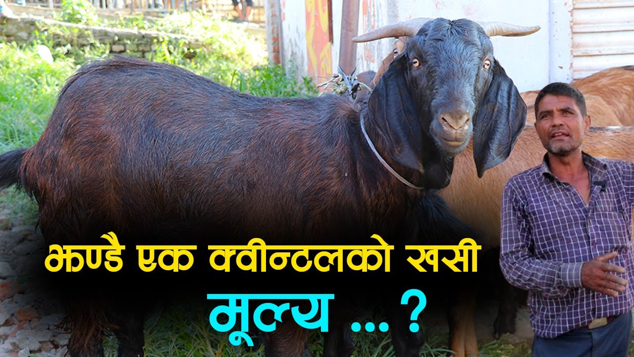 काठमाडौं आयो झण्डै एक क्वीन्टलको खसी, मूल्य कति होला ? │Nepal Chitra