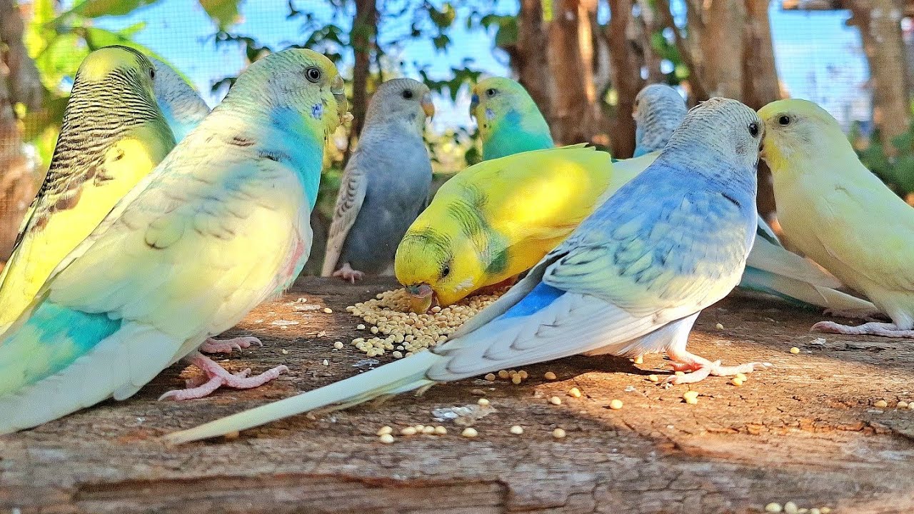 Budgie sound : Budgie bird is very colorful and sings beautifully.