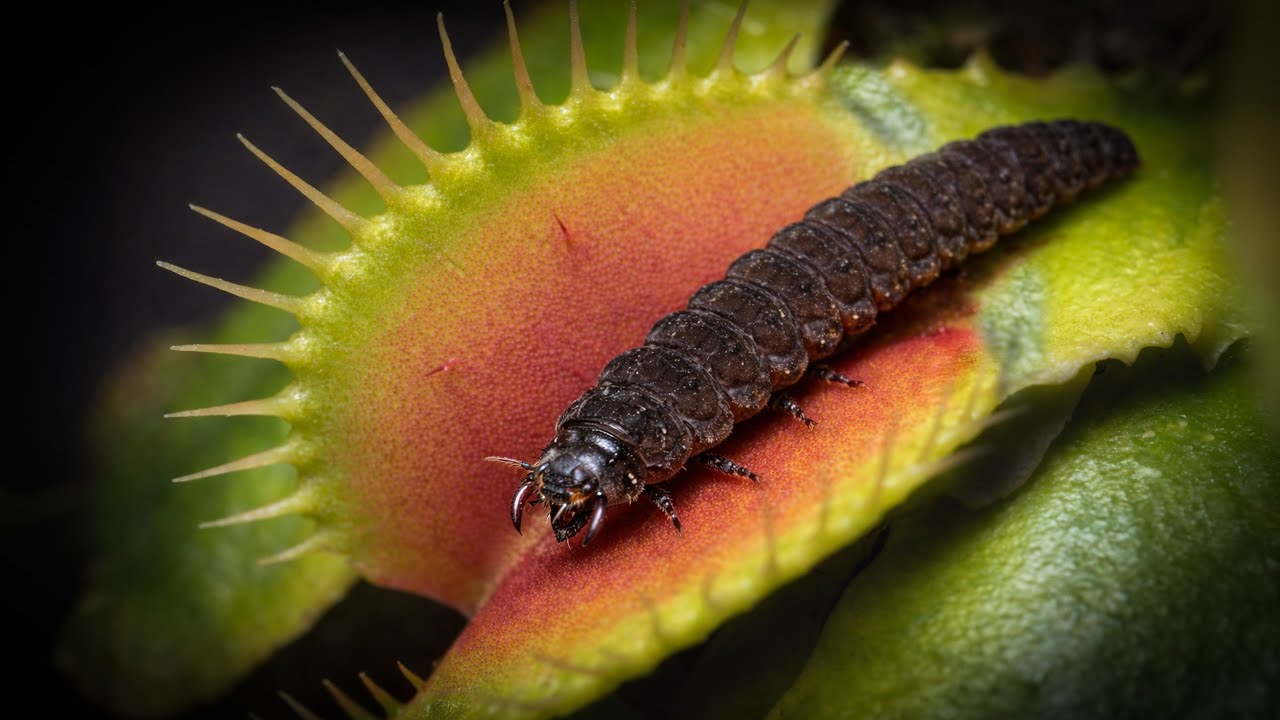 Venus Flytrap vs Beetle Larva | Rare 4K Macro Footage