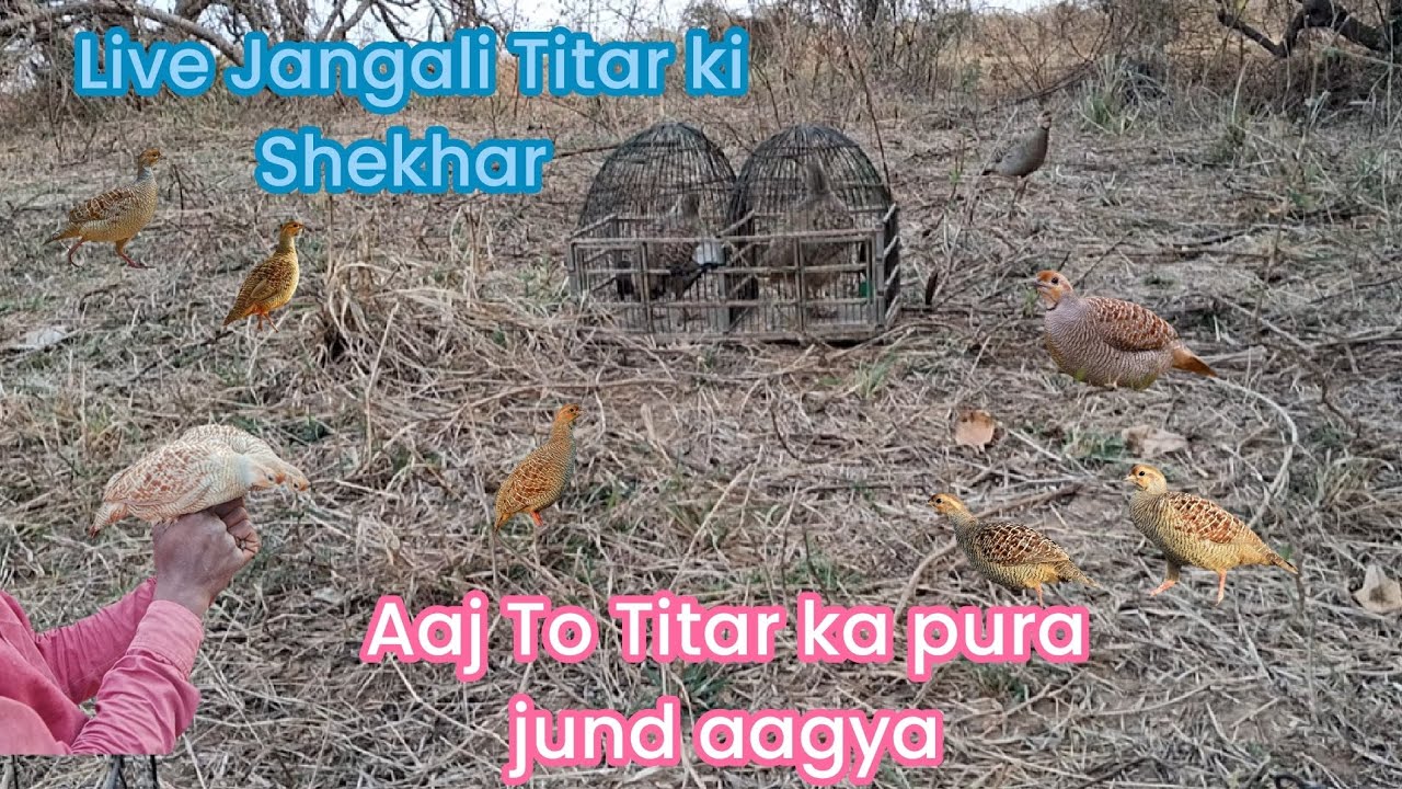Aaj To Titar  ka pura jund aagya Live Jangali Titar pakdne ka tareeka 