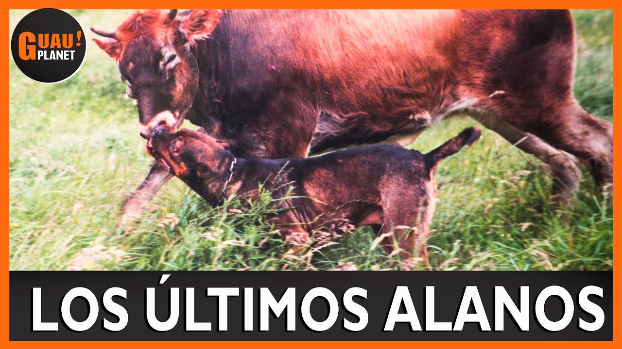 Alano Español💪 