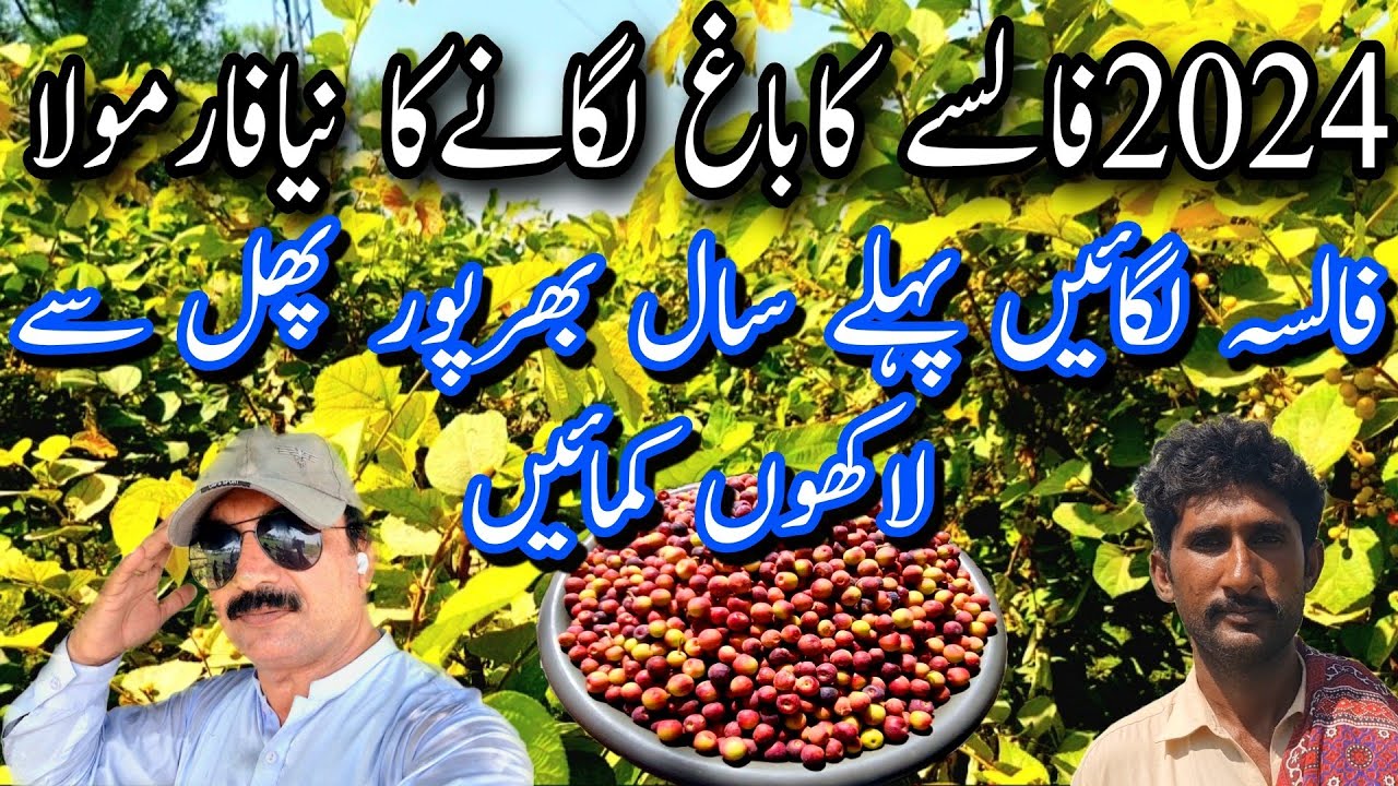 فالسےکاباغ لگانے کا نیا فارمولا|کسان فالسہ لگائیں پہلے سال بھر پور پھل حاصل کر کے منافع کمائیں