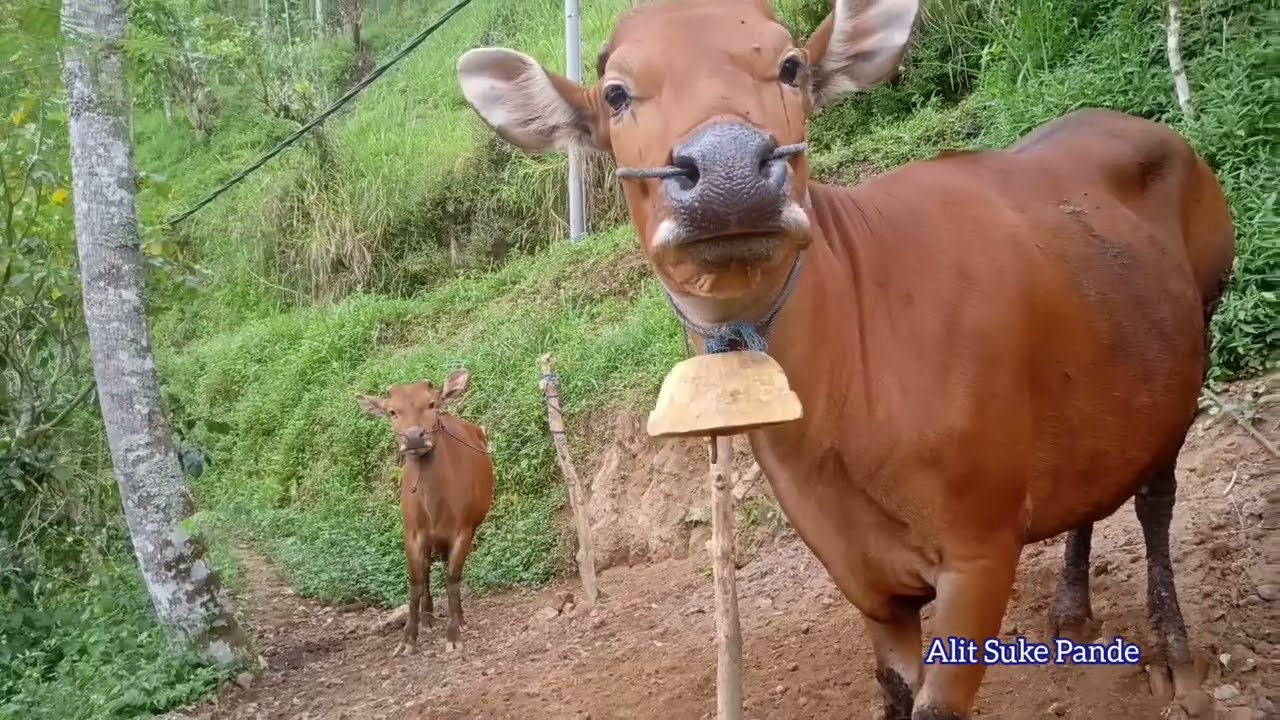 untuk me meriah kan suasana kandang, sapi pun saya buatkan Okokan?