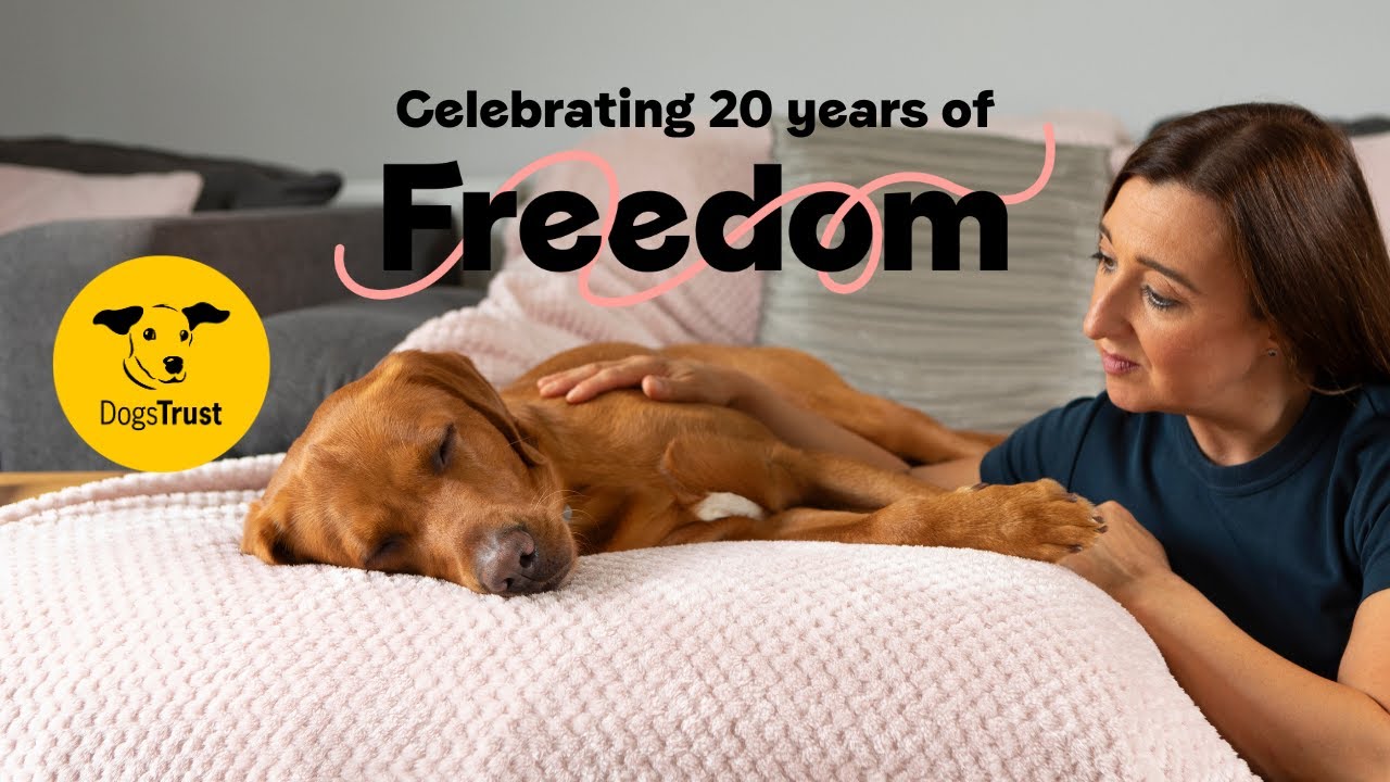 Foster a dog and help a whole family find Freedom from domestic abuse | Dogs Trust