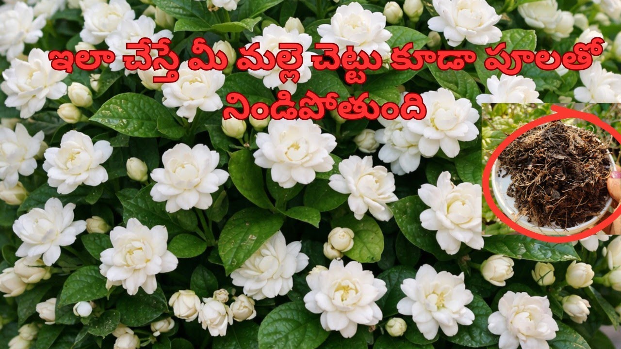 ఒక్కసారి ఇలా చేయండి… మీ మల్లె చెట్టు పూల వర్షం కురిపిస్తుంది! 😍