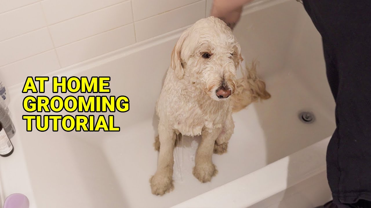 how to wash your Goldendoodle at home