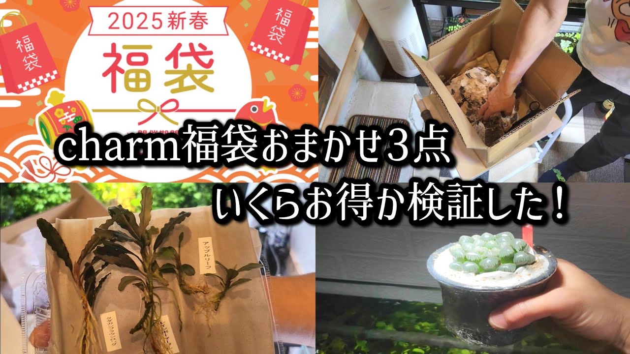 【charm福袋2025】ブセファランドラ・石10㎏・ハオルチア！おまかせは本当に得できる？？
