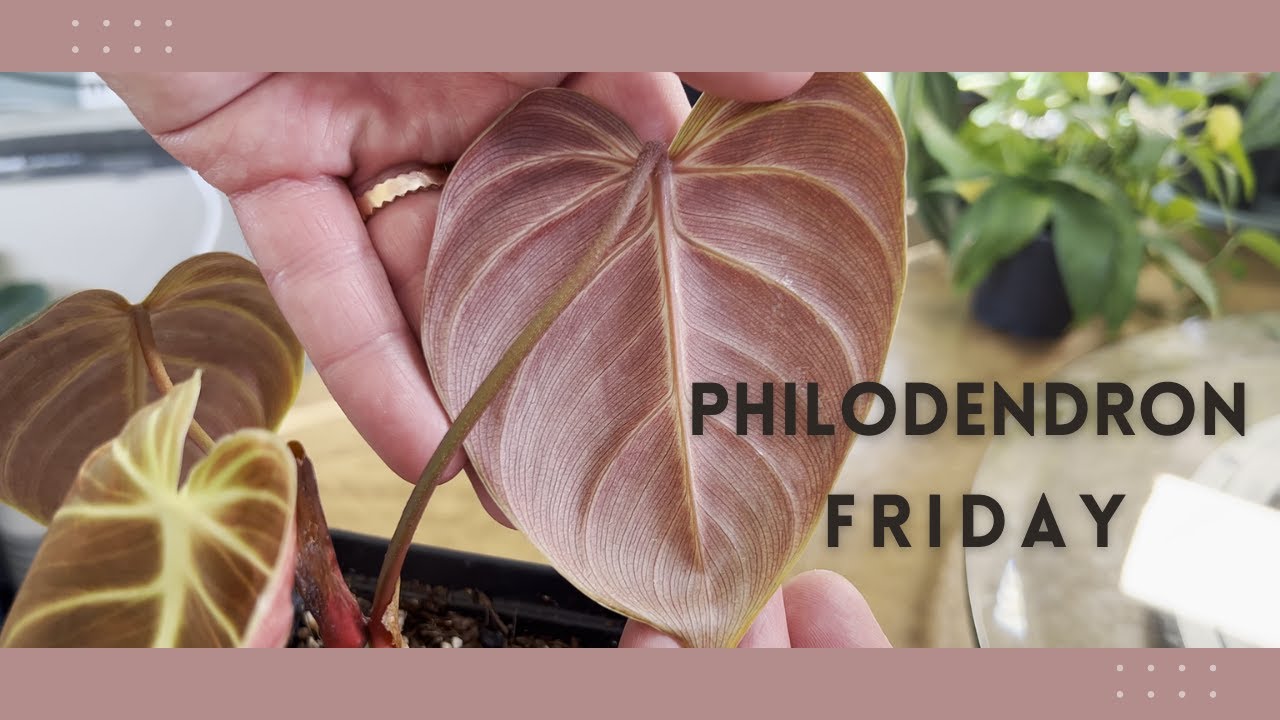 It's Philodendron Friday! | El Choco Red