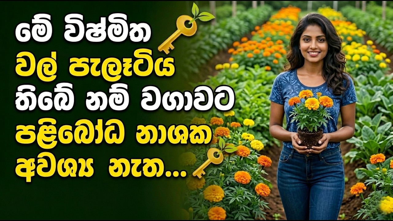 මිරිස් කොළ කොඩ වීමට එරෙහි ස්වභාවික බෝම්බය-The Natural 