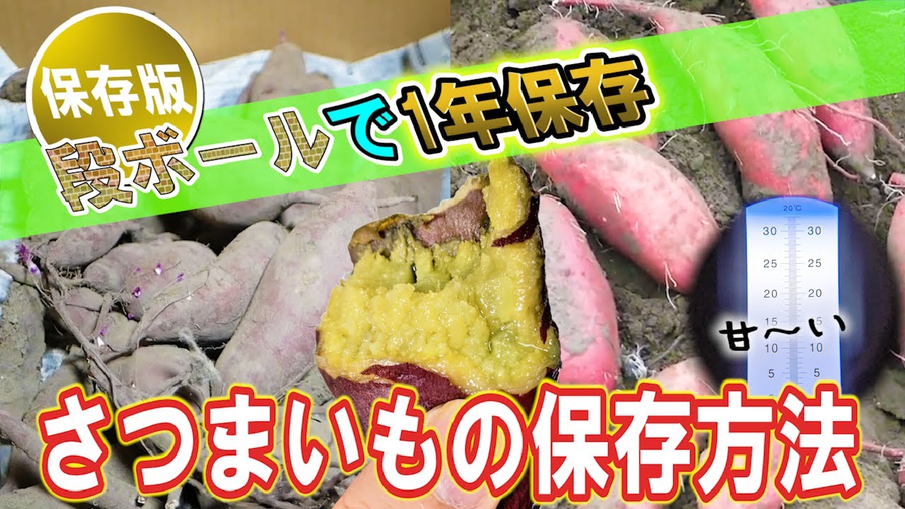 [永久保存版] さつまいもの保存方法🍠段ボールで1年保存も可能！長期保存で超甘い！