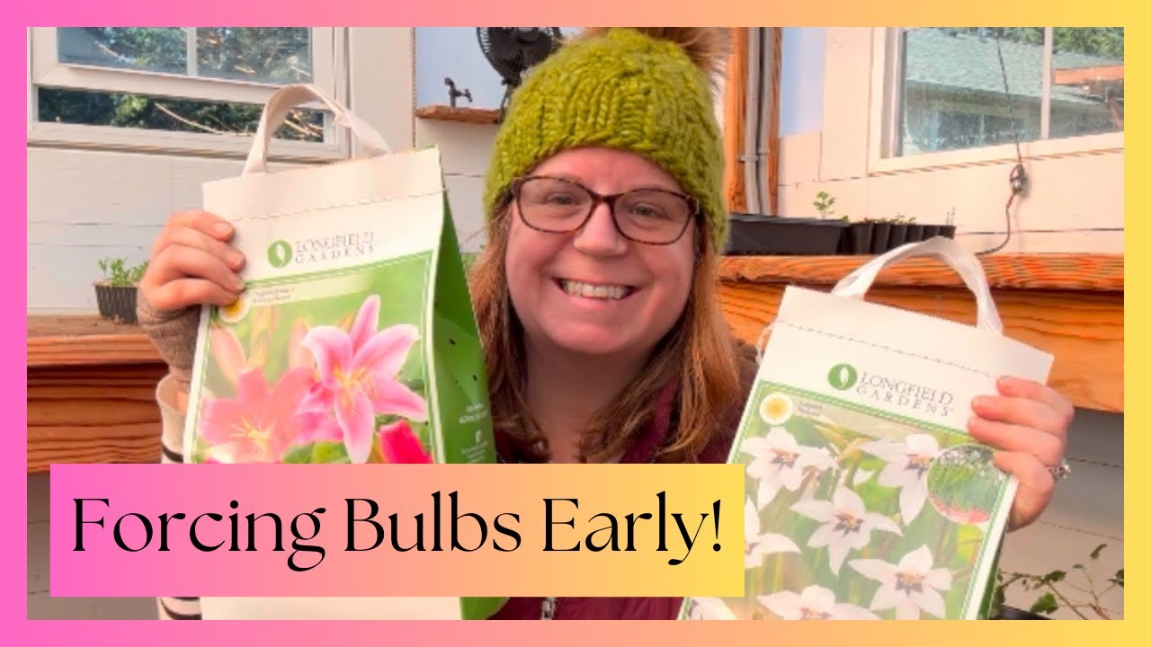 How to Force Lilies & Acidanthera in Crates for Early Blooms! 🌿🌸