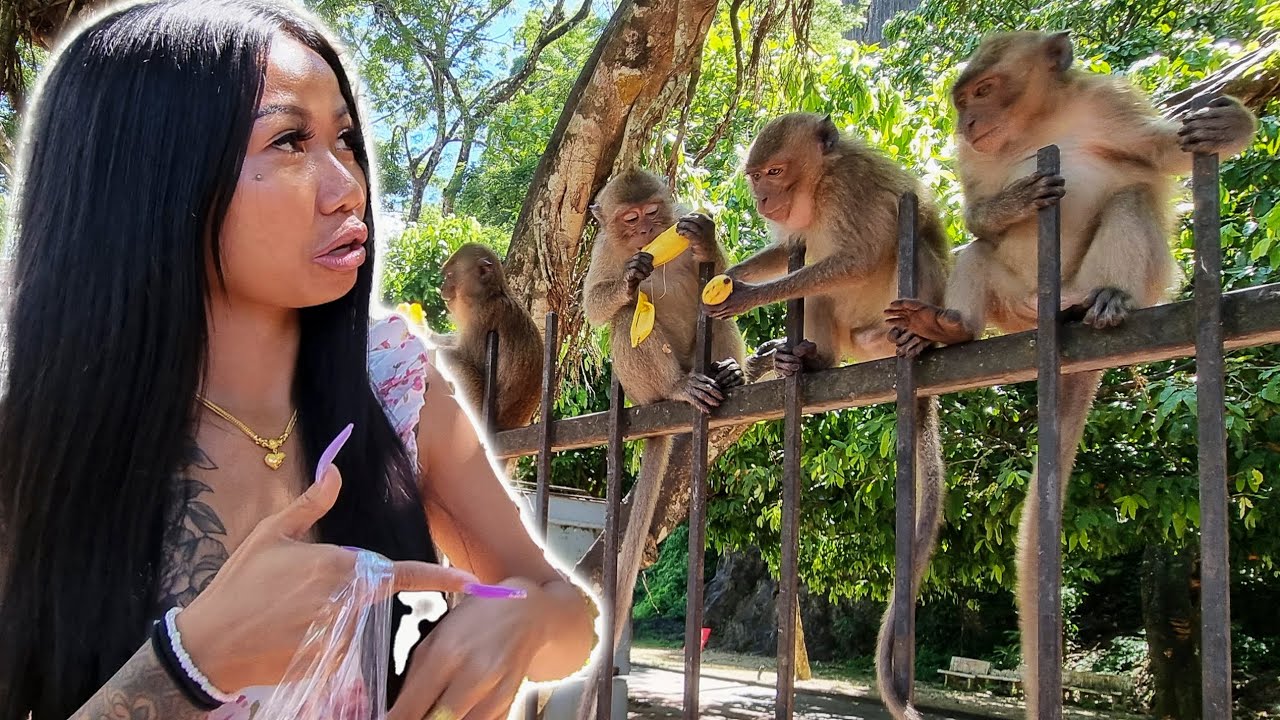 What's Wrong With These Monkeys? Didn't Expect That! | Monkey Cave | Wat Suwan Khuha | Phuket Gate