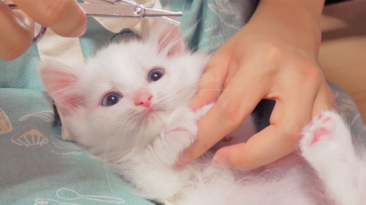 심장 폭행 아기 고양이 젤리 케어!