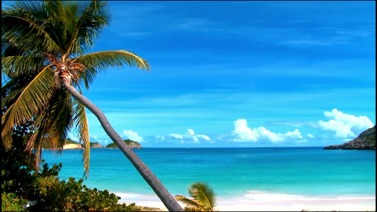 Tropical Beach Ambience – Gentle Ocean Waves, Palm Tree & Sunny Day – Sleep, Relax and Focus 8 Hours