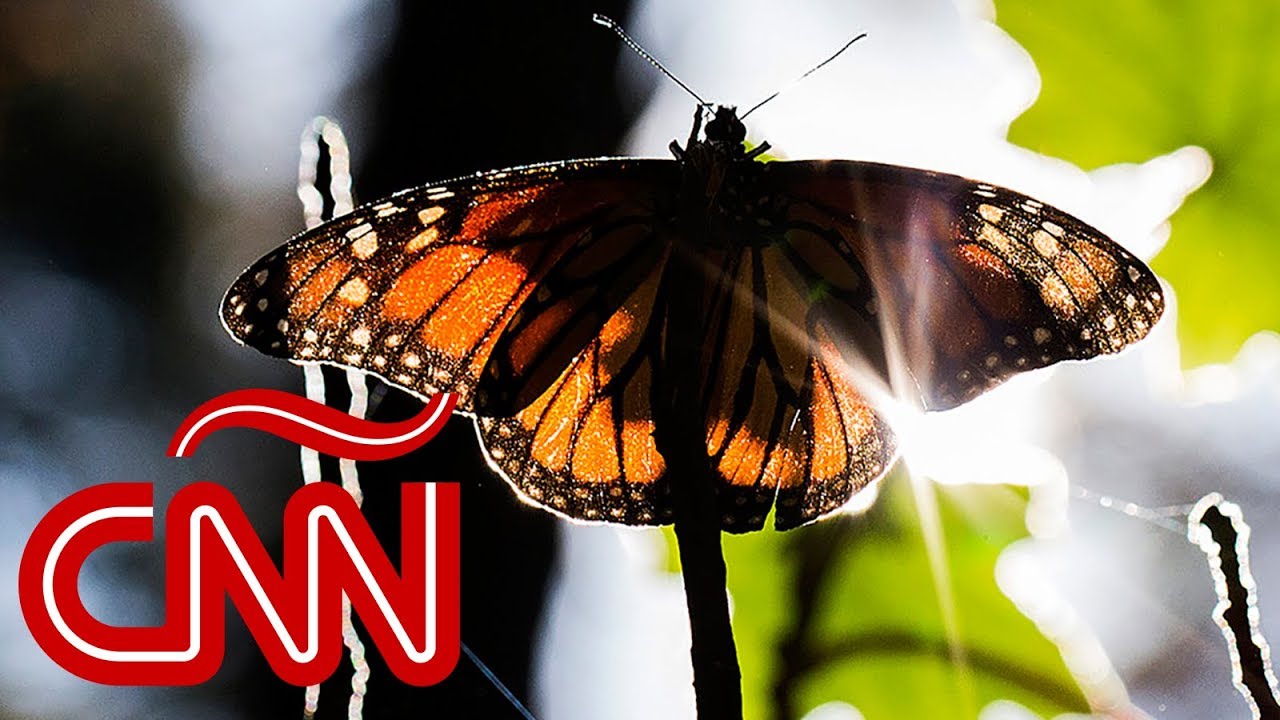 Mariposas monarca: así es su viaje para hibernar en México
