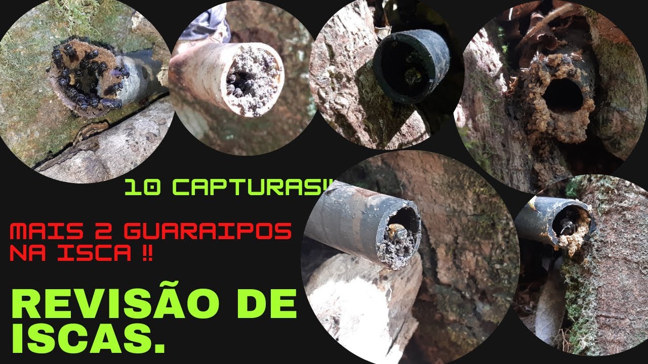 10 abelhas capturadas. Revisando iscas instaladas.