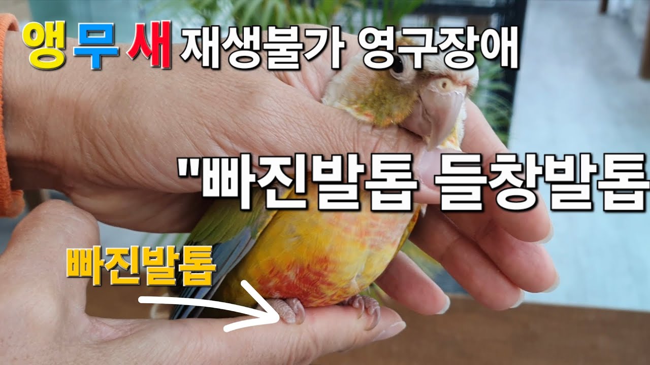 앵무새 빠진발톱 들창발톱 #뽑힌발톱