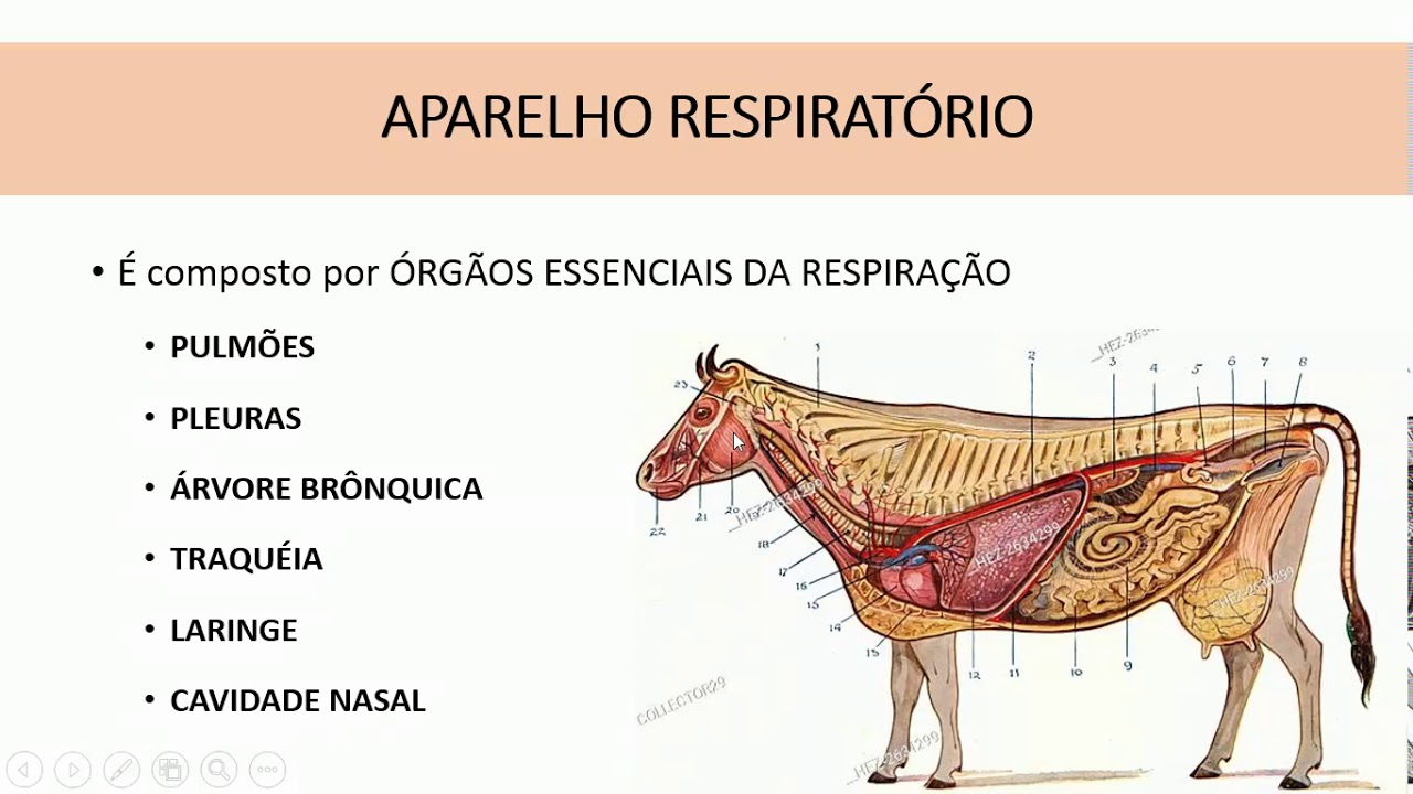 Aparelho respiratório - Anatomia Veterinária - parte 1