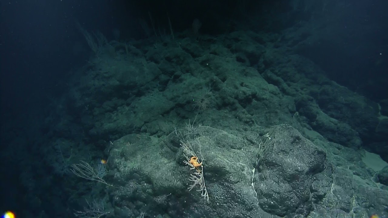 ROV Hercules Dive NA134 H1886 9 of 21 2021 11 21 05 23 52 742 UTC 20
