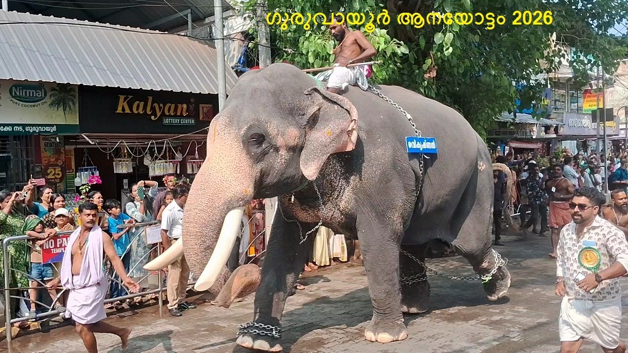 ഗുരുവായൂർ ആനയോട്ടം 2026 | guruvayur elephant race 2026 | guruvayur aanayottam 2026 | #guruvayoor