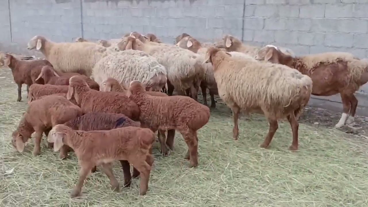 ЛИНИЯ КОЙЛОР 0555555244