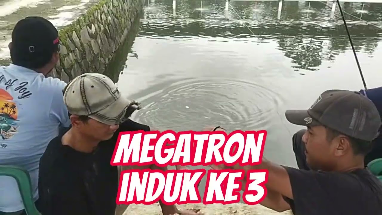 BARU!! PERTMA KALI MANCING DI PMC BM SK DAPET 8 IKAN MAS BABAON     #fishing #fyp #fypシ゚viral #fypシ