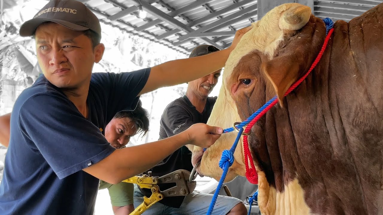 DETIK DETIK MENDEBARKAN !! GANTI KELUH SAPI SUPER