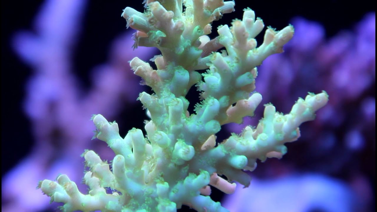 Acropora Polyp Extension 2 - Full HD (Canon 550D - Sigma 28-300)
