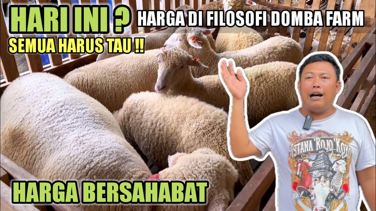WAJIB TAU‼️HARGA DOMBA TERBARU HARI INI DI FILOSOFI DOMBA FARM BLITAR
