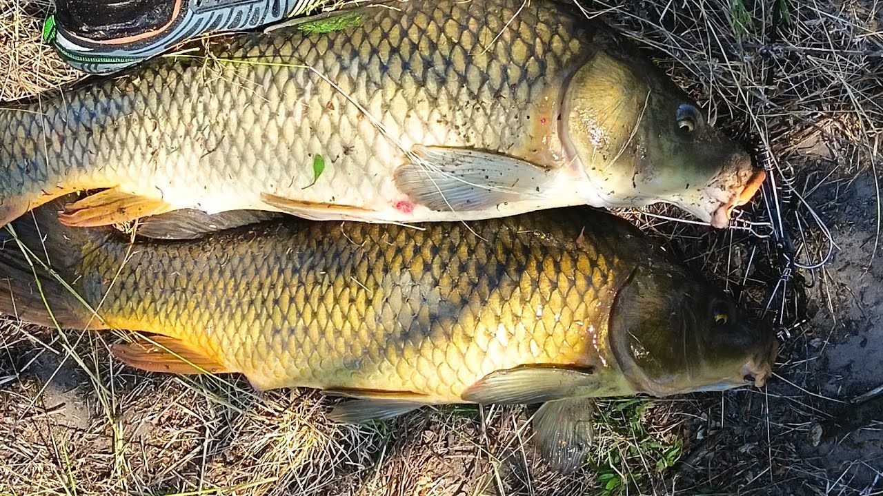 Invasión de tabanos pero encontramos las carpas grandes 