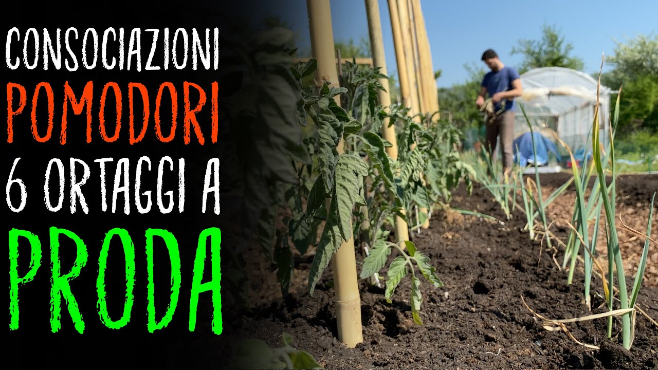 CONSOCIAZIONI POMODORI